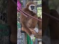 Quick morning snack for handsome Beaver, one of our young rescued white handed gibbons🥬