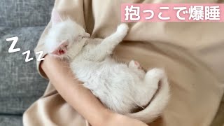 This is a sweet little kitten that fell asleep in owner's arms.