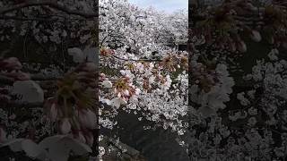 さくら 松川 SAKURA サクラ cherry blossoms 桜 cherry blossom tree 花見 名所 散歩 旅行 観光 TOYAMA 富山市 2024年4月8日 RIVER 07