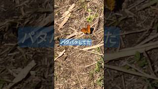 🦋ちょうちょ発見！　何チョウかな？　熊本県阿蘇郡高森町の清栄山に向かうハイキング道にて #阿蘇 #清栄山 #ハイキング #蝶々 #ちょうちょ #ちょうちょう #butterfly #バタフライ