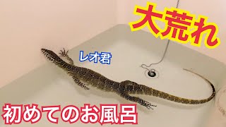 【ベタ慣れ】ナイルモニターをお風呂に入れたら大変なことになった...!!!