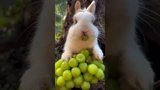 可愛的小兔子在吃葡萄。Cute little bunny is eating grapes. かわいいウサギがブドウを食べています。 #rabbit #kelinci