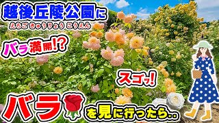 バラの聖地!【越後丘陵公園】 に\