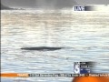 Harbor Breeze Cruises Whale Watching with Gayle Anderson KTLA5 Morning News