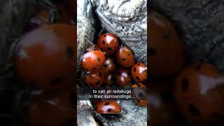 How Ladybugs Survive Winter! 🐞 ❄️ 🐞