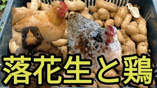 落花生と鶏‼三色碁石チャボと岡崎おうはんヒナ同居失敗‼？