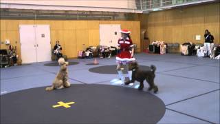 k-9ﾌﾘｰｽﾀｲﾙ(ﾄﾞｯｸﾞﾀﾞﾝｽ）クリスマスパーティー2013.12.15