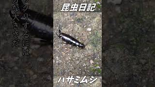 ハサミムシ、飼ってみる？#shorts