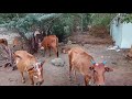 சில செங்கல்பட்டு குட்டை மாடுகள் some sengalpattu kuttai cows