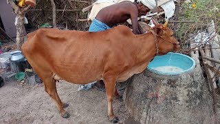 சில செங்கல்பட்டு குட்டை மாடுகள் :Some Sengalpattu Kuttai Cows