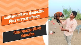 गावरन कुक फॉर्म | गावरन कोंबड्या विकल्या | पिवर गावरान पोल्ट्री |