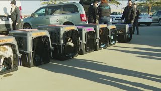 Humane Society sends off animals rescued from LA wildfires to clear San Diego shelter space