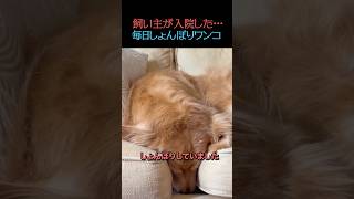 飼い主をずっと待ち続ける犬