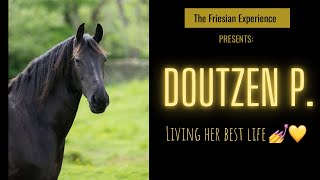 A Friesian Horse Called Doutzen; Doing What Doutzen Does