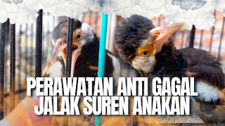 RAHASIA RAWATAN HARIAN ‼️ BURUNG JALAK SUREN ANAKAN ‼️ DIJAMIN ANTI GAGAL ‼️