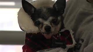 Local shelter struggles to give animals forever homes after misleading posts on social media