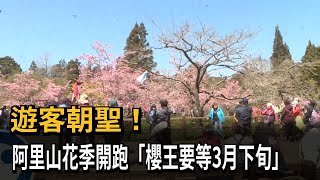 遊客朝聖！ 阿里山花季開跑「櫻王要等3月下旬」－民視新聞