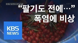 “폭염에 팔기도 전에 상해요”…농수산물시장 ‘비상’ / KBS뉴스(News)