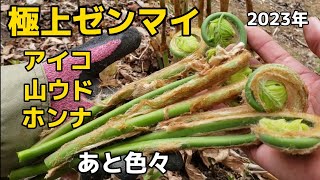 『山菜採り』今回は極上ゼンマイを求めて山菜とりを堪能してきました