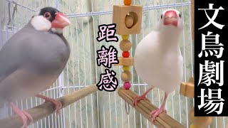 【爆笑】文鳥劇場　距離感　#157