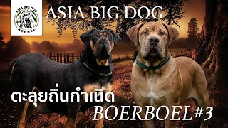 ไปกันให้สุด !!กับ ยอดฟาร์ม Boerboel แห่ง South Africa # 3 / Ep.13