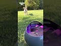 Dog plays fetch by himself #shorts #fetch #playball