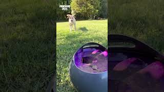 Dog plays fetch by himself #shorts #fetch #playball