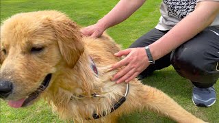 犬見知りのビスケが、ドッグランで迷子になりました