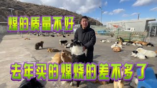 2025-2-2 Xiaoxu's Mountain Life with Dogs 小伙带着几百只流浪狗生活在恶劣的大山里，买了一大卡车煤炭却碰到了无良商家被骗了。