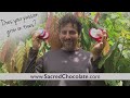 david wolfe video on the sugar controversy