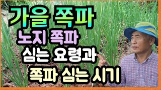 김장용 가을 쪽파 쪽파심는 요령과 노지 쪽파 심는 시기