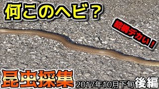 【カマキリ・ハリガネムシ】昆虫採集2017年10月下旬 後編