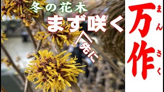 【万作】と、言っても20秒程度だけど。   「お花屋」 と言うか 「仲卸」です。  花を必要とするすべての方どうぞお越しください。