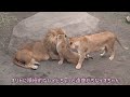 旭山動物園　組み木はイトのお気に入り　イオママに甘えるイト　匂いを確かめるイト　ライオン親子　オリト＆イオちゃんファミリー　orito u0026 io family　lion family