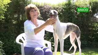 Judging Whippet Dogs