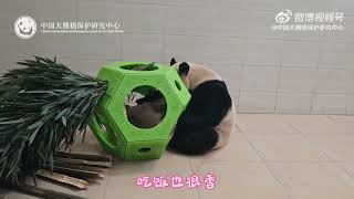 20241220 🐼Panda Fubao 近幾日“福寶\