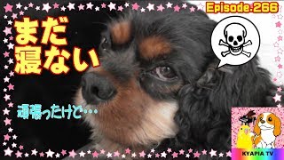 まだ寝ない！キャバリア犬が頑張るも・・・266 I do not sleep yet.Cavalier