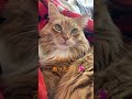 テツくん毛布でぽっかぽか💕 ネコの気持ち norwegianforestcat ねこ動画 ねこ 猫のいる暮らし ノルウェージャンフォレストキャット ネコ ねこ 猫 cat