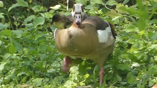 Egyptian goose kills Mallard Duck chicks / Nilgans tötet Stockente Küken Ebertpark Ludwigshafen