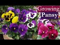 Pansy Flower , How To Grow Pansy Flowers Easily , Growing Panies