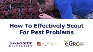 How To Effectively Scout For Pest Problems (Revised)