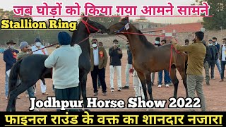 जोधपुर शो मैं Stallion Ring में किया घोड़ों को आमने सामने फाइनल राउंड के वक्त का नजारा !