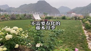 一些不需要春化，哪里都能种的藤本月季。