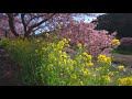 2021 みなみの桜と菜の花祭り 4k hdr minamino cherry blossoms u0026 canola flowers festival uhd hdr