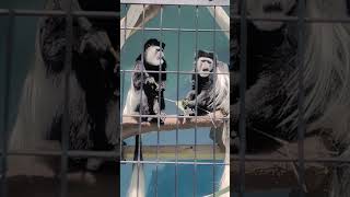 【静岡市立日本平動物園】2匹で仲良くごはんタイム！アビシニアコロブス🐒🐒 #shorts