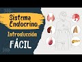 ✅ SISTEMA ENDÓCRINO | Explicado FÁCIL | Glándulas y hormonas