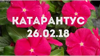 Катарантус 26.02.18 Обзор сортов катарантуса