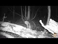 trail camera highlights october 2020 pine marten u0026 roe deer