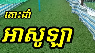 របៀបដាំអាសូឡា/how to grow Azola/Azola planting/វិធីដាំអាសូឡា