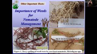 Chemical and Nonchemical Nematode Management for Florida Vegetable Cropping systems Joe Noling